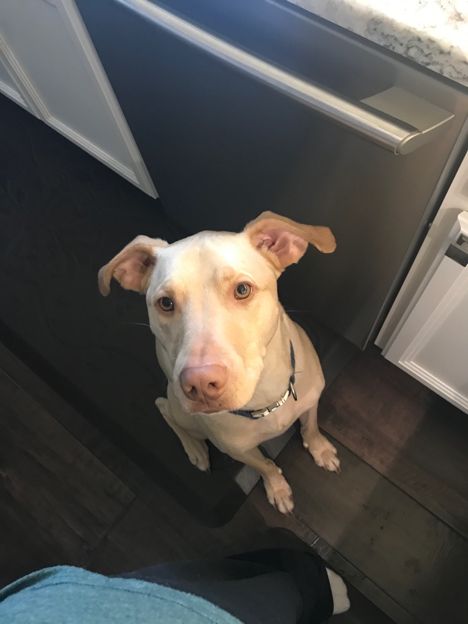 Chasing the Rabbit – A Mom's Journey – My Dyslexic Life