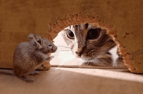 mice.PNG