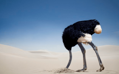 ostrich.PNG