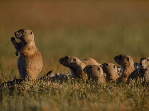 prairie dog.PNG