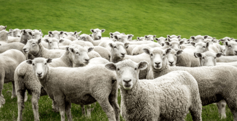 sheep